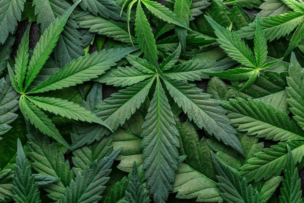 Germany Cabinet Approves Plan to Legalize Bhang