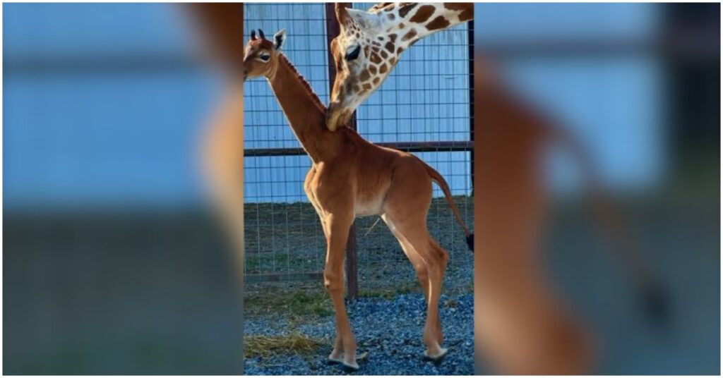 8th World Wonder: Baby giraffe born without spots