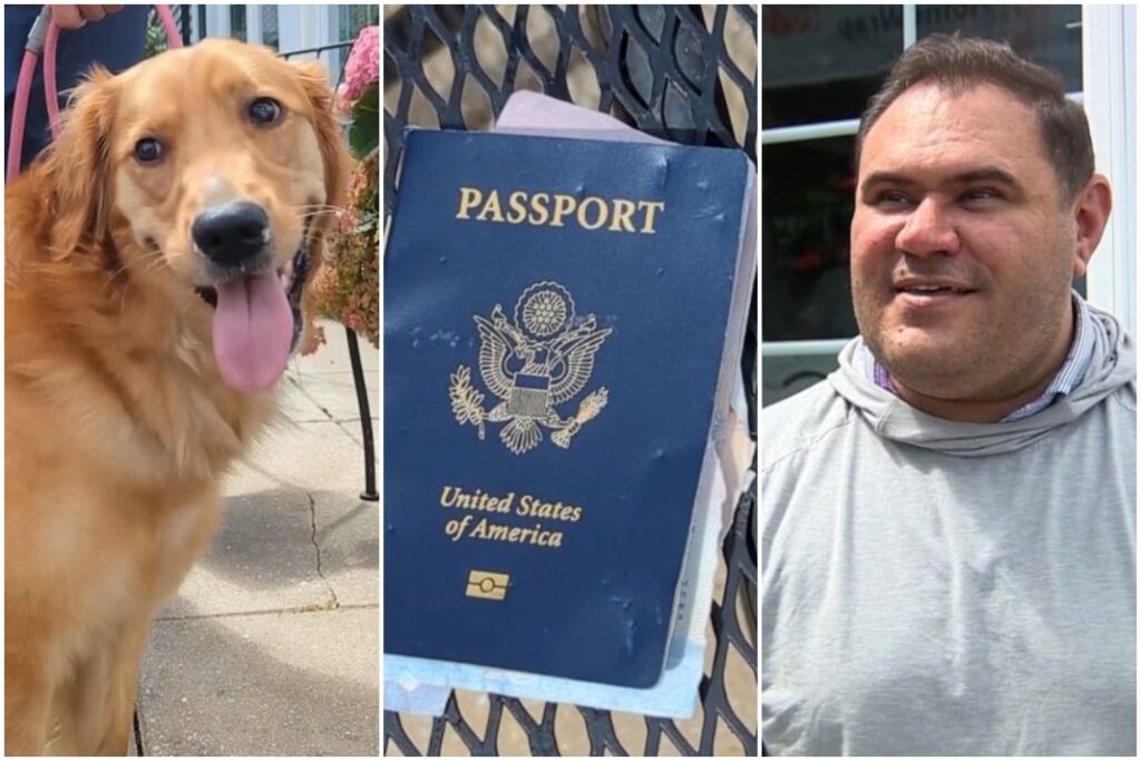 Lovers frustrated as dog chews groom’s passport days before wedding  abroad
