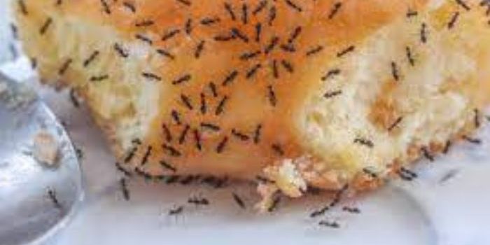 Household Items That Get Rid of Ants Naturally