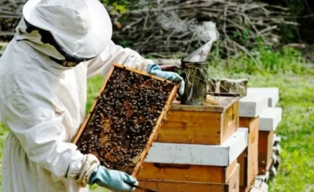 Bee venom farming – a golden opportunity for Kenyan farmers