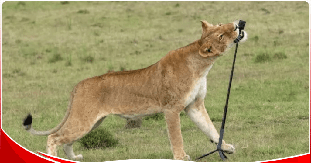 Maasai Mara: Lion grabs camera and shoots wild selfie