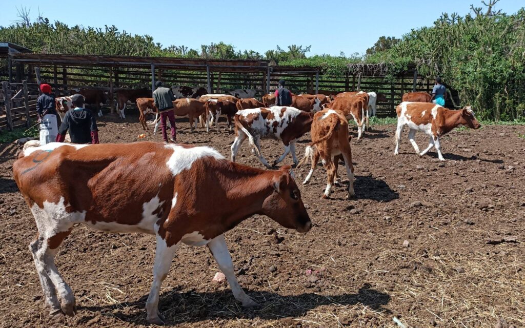 Protecting livestock: Dr. Heshborne Tindih on the importance of livestock vaccination