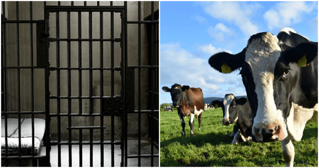 Government to ban bail for livestock theft suspects