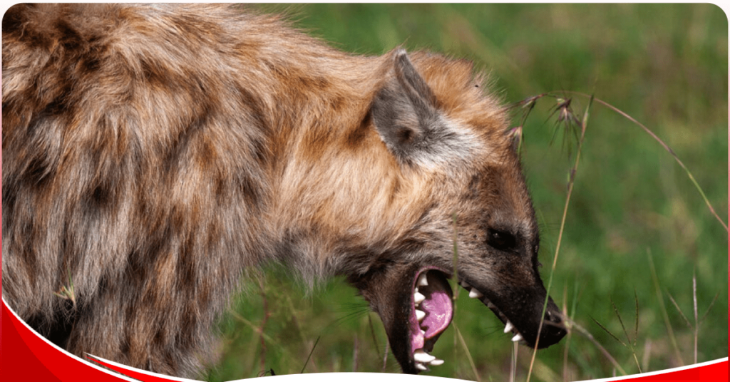 Why hyena attacks are rampant