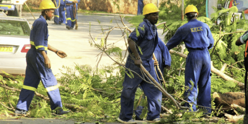 KPLC warning to Mt Kenya farmers on pruning trees