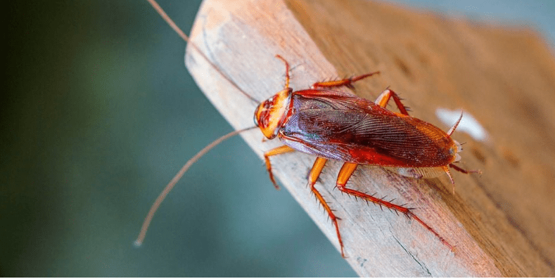 Cockroaches can transmit deadly diseases to human beings