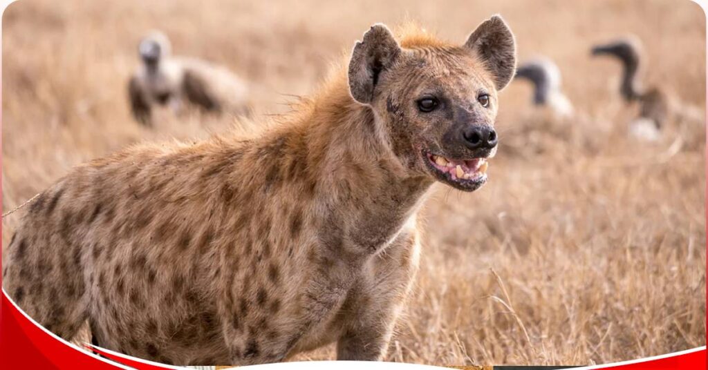 Hyenas that attacked people in Kiambu, Kajiado were suffering from rabies -KWS