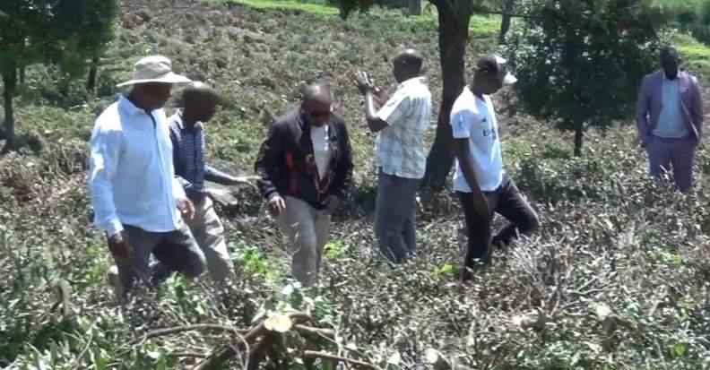 4 brothers count losses after hired goons destroy 45 acres of tea