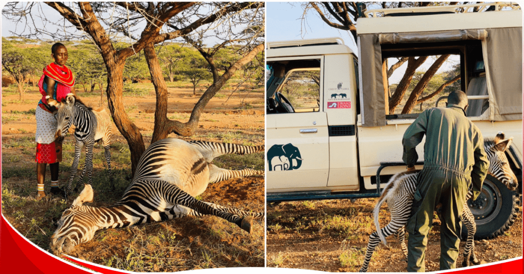 KWS rescue orphaned zebra suckling on its mother’s carcass