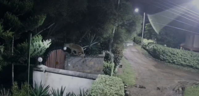 KWS responds after CCTV footage of lioness jumping into a home in Rongai