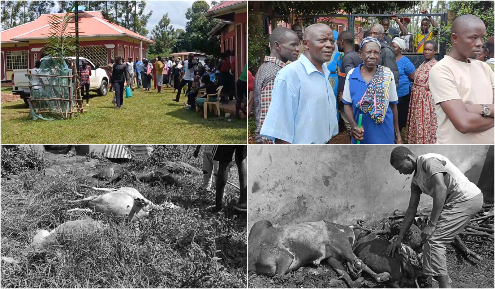 Shock as family loses 7 cows, 9 sheep in suspected arson attack