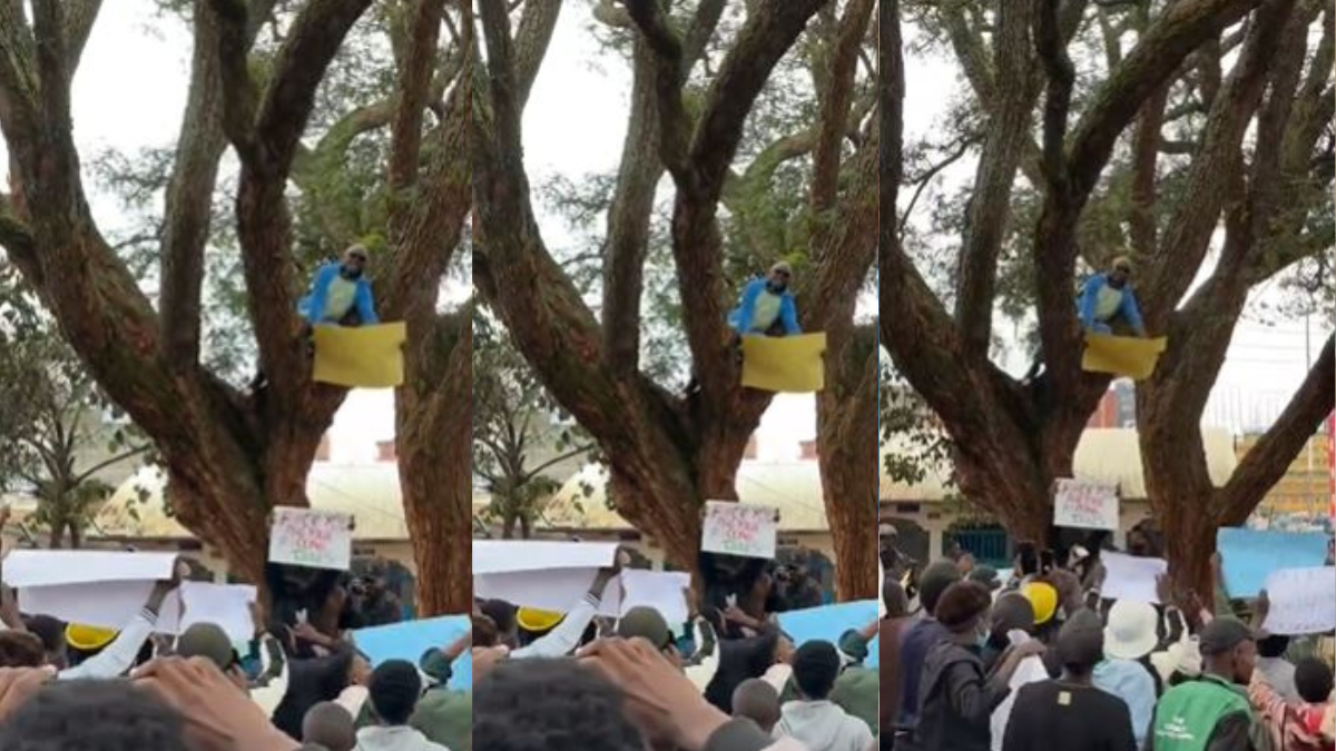 Zakayo Shuka: Kenyans mimic biblical Zacchaeus in protest against Finance Bill