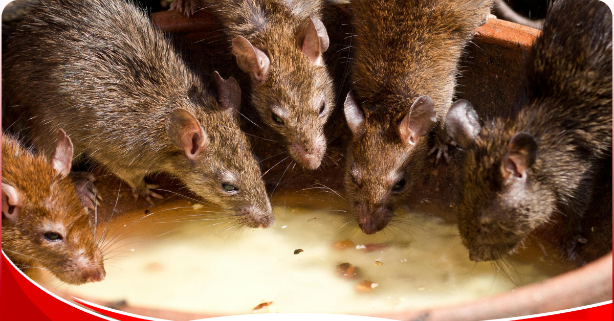 Rats; Paris races to control rat problem ahead of Olympics