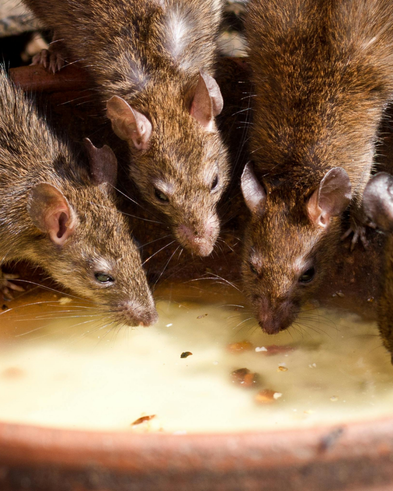 France is racing against time to control its rat infestation menace as the 2024 Paris Olympics gear to start. Photo: Rats/ Pexel Vincent M.A. Janssen.