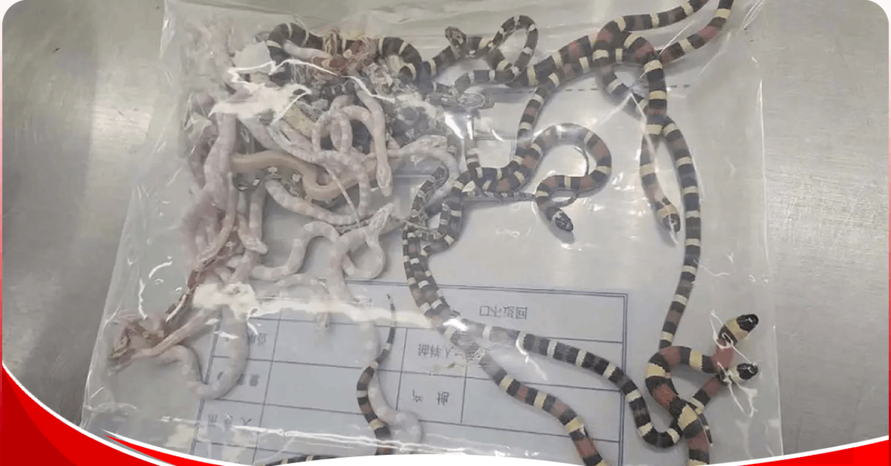Man trying to smuggle over 100 live snakes in his trousers caught by officials