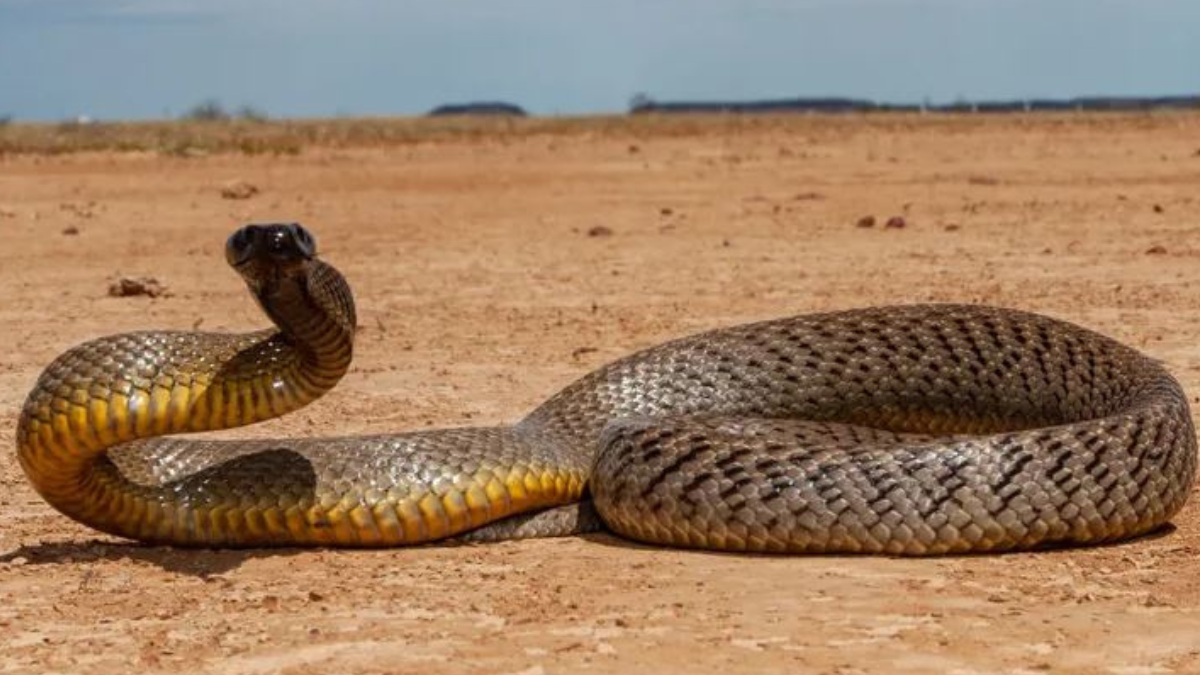 3-year-old girl dies after eating a snake accidentally in Kitui