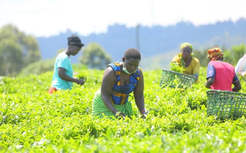 Stop meddling in tea industry affairs, Kirinyaga KTDA directors warn politicians