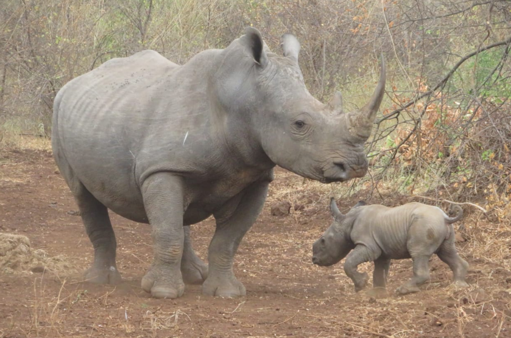 “We are thrilled!” – KWS announces birth of baby rhino at Meru National Park