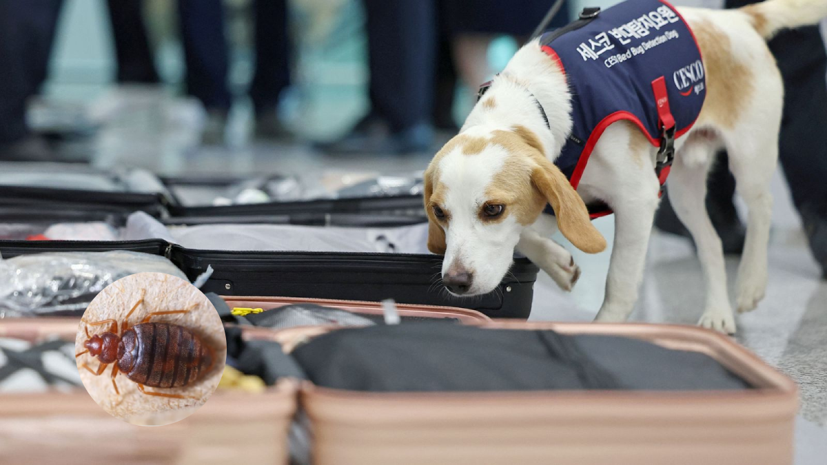 South Korea deploys bedbug sniffer dog at main airport to detect parasitic insects after Paris Olympics