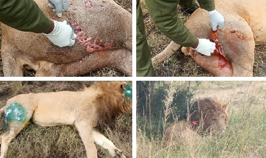 Kongu: Majestic lion severely injured in the Mara territorial battle receives critical care