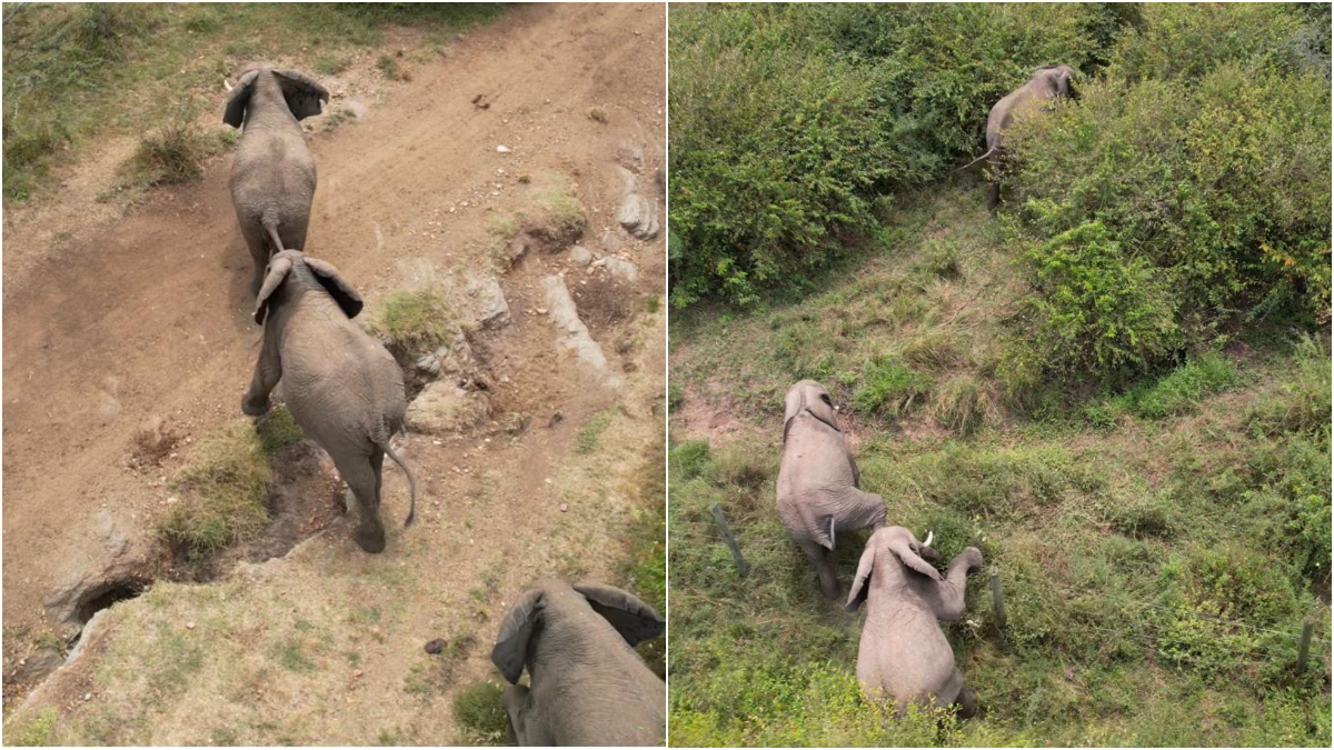 KWS successfully drives back 3 stray elephants  to Mara Naboisho Conservancy