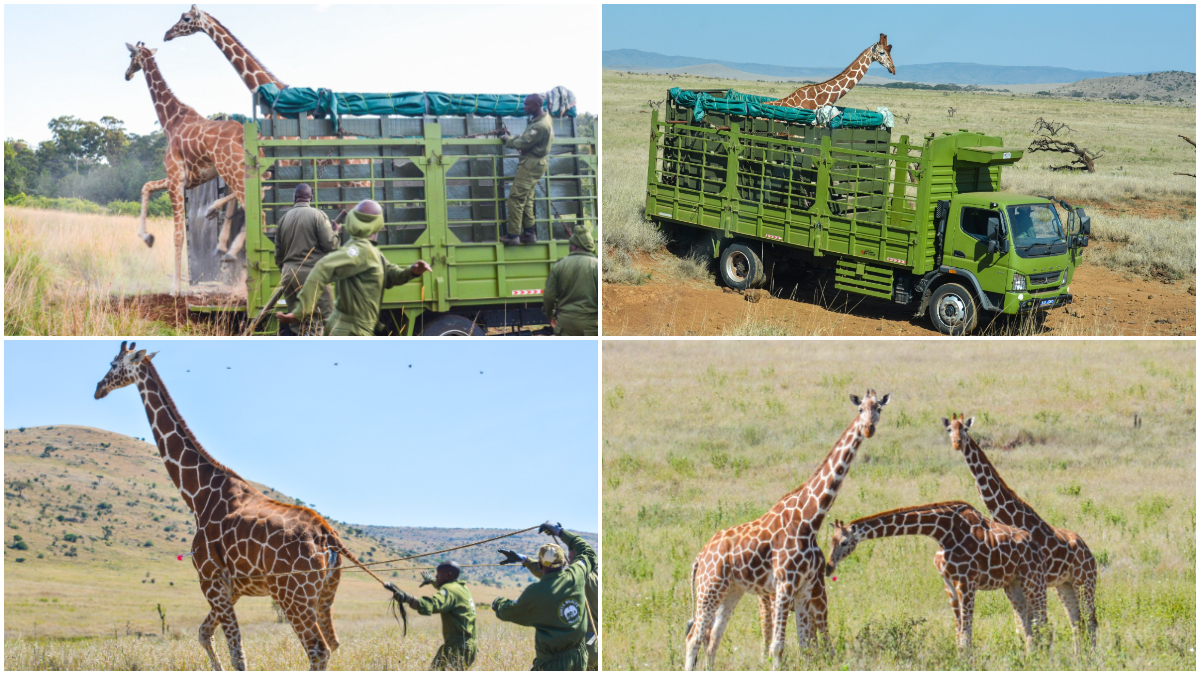 Photos: KWS successfully translocates four giraffes to Mt Kenya Wildlife Conservancy