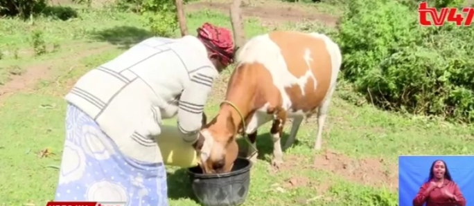 Meet grandma who won a cow in last year’s Great Chepsaita Cross Country Marathon