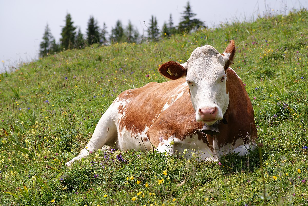 Meet grandma who won cow in last year’s Great Chepsaita Cross Country Marathon