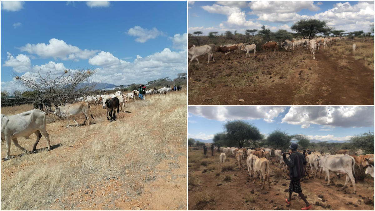 Police recover stolen 260 cows, 300 goats after Isiolo banditry attacks; two bandits shot dead in the process