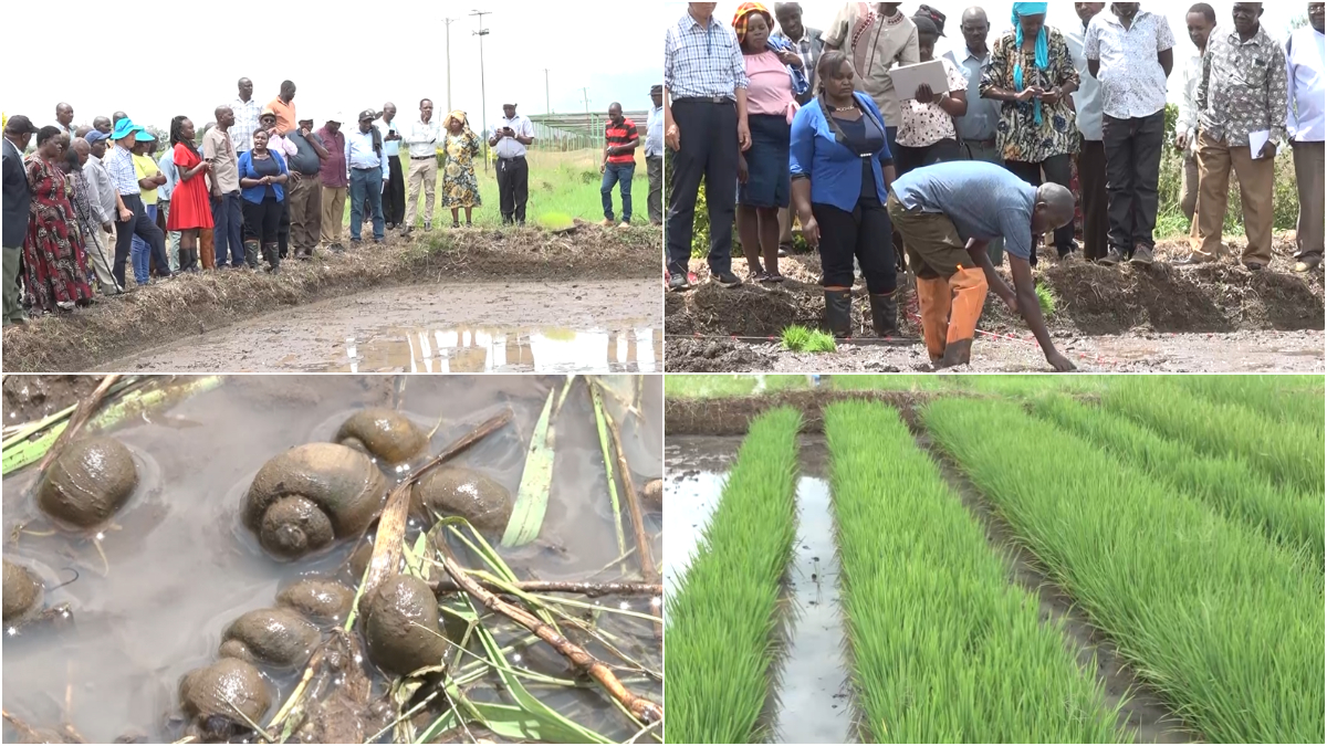 Golden apple snail, the pests on the nerve of Mwea Irrigation rice farmers