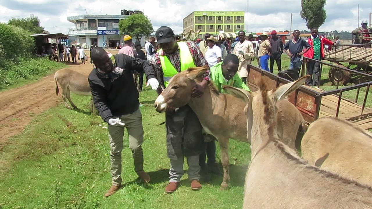 Nyandarua youth urged to take care of donkeys as a source of employment