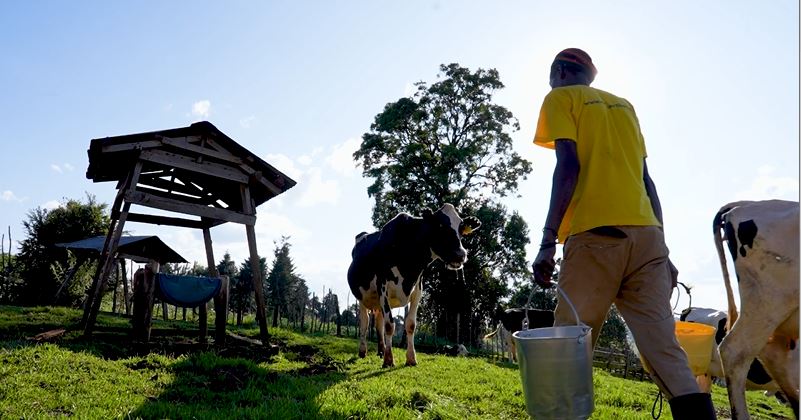 Government to distribute 230 milk coolers in 40 counties, says Livestock PS