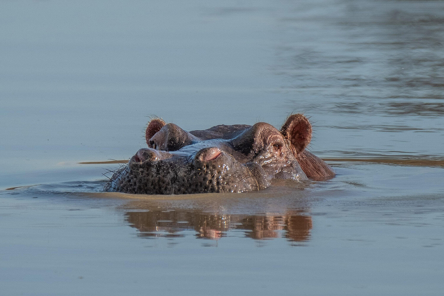 Student dies after being attacked by hippo along Lake Victoria, 3 days after completing KCSE exams