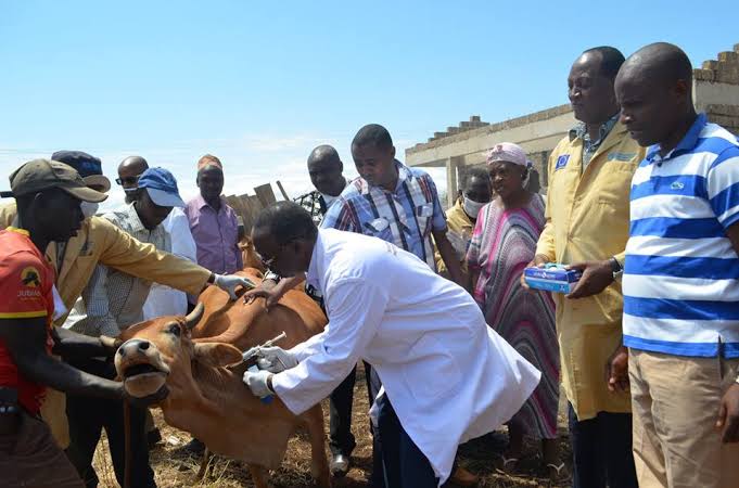 Ignore malicious claims against Gov’t plan to vaccinate 72 million livestock, Directorate of Veterinary Services tells Kenyans