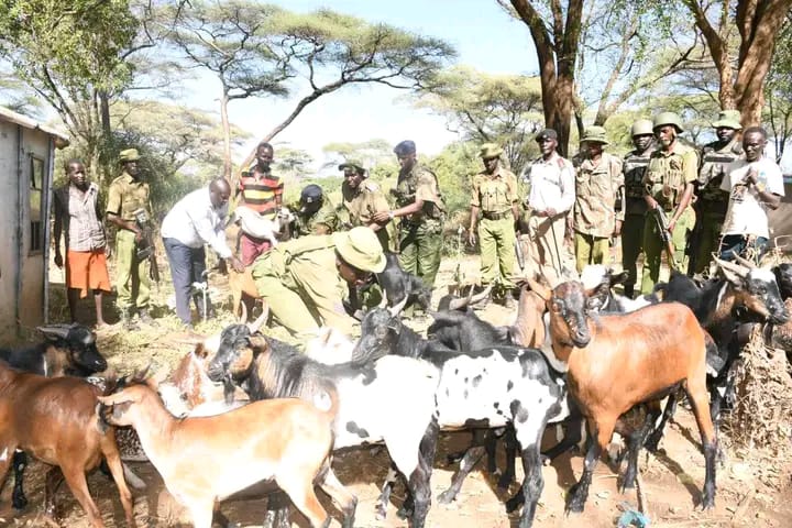 West Pokot: Police recover 24 stolen goats as suspected rustlers evade arrest