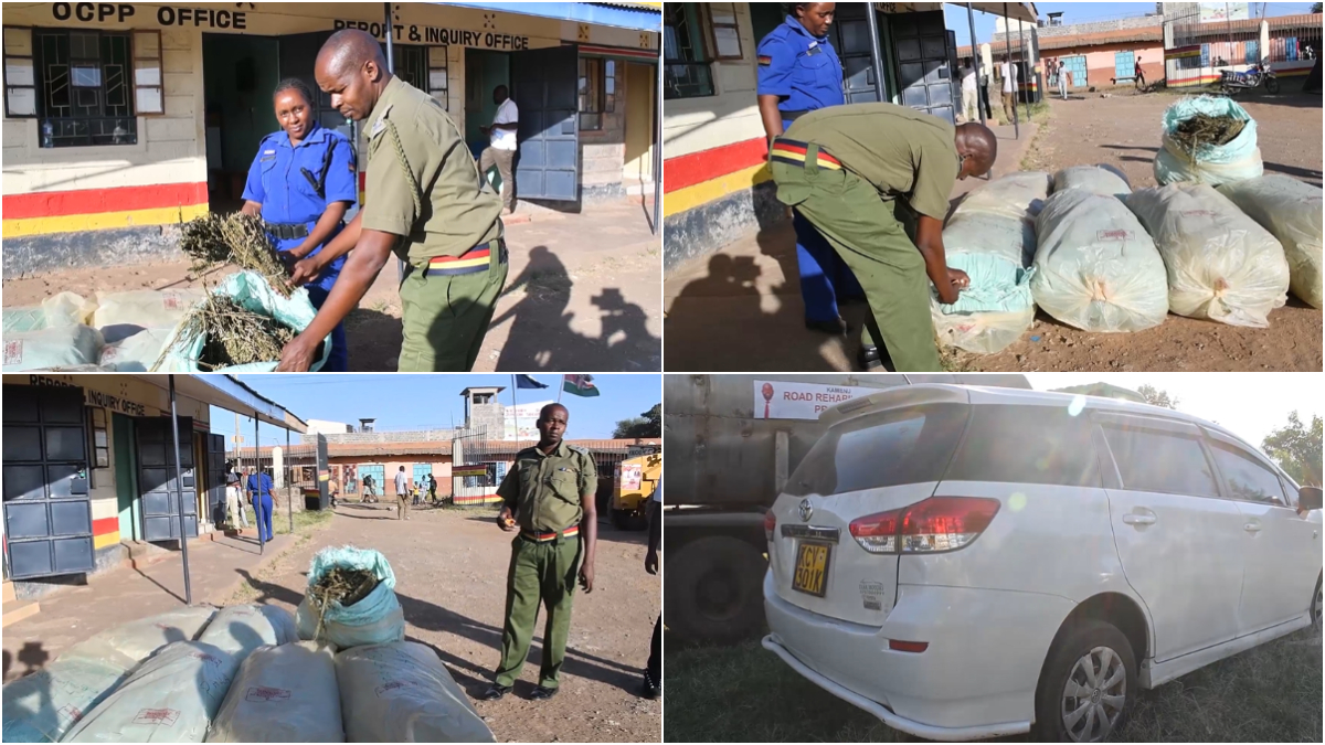 Thika: Police recover KSh5M bhang, notorious drug baron escapes police dragnet