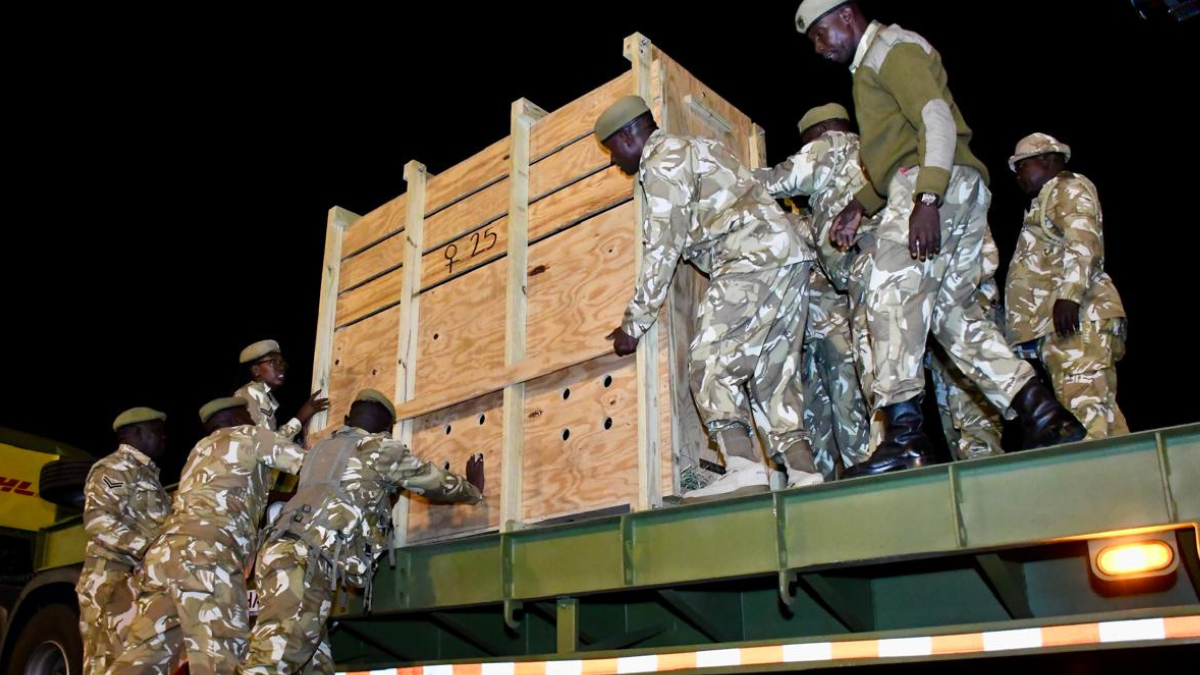 Kenya receives 17 mountain bongos from Florida, USA 