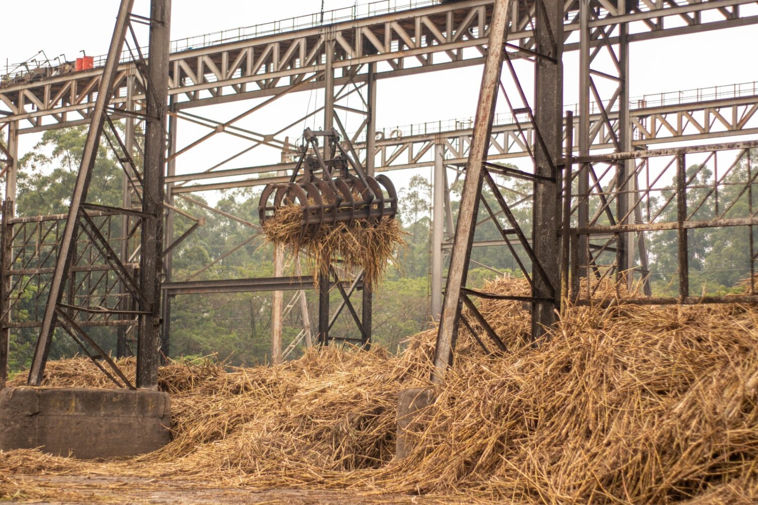 A new dawn for Mumias: Hope for sugarcane farmers