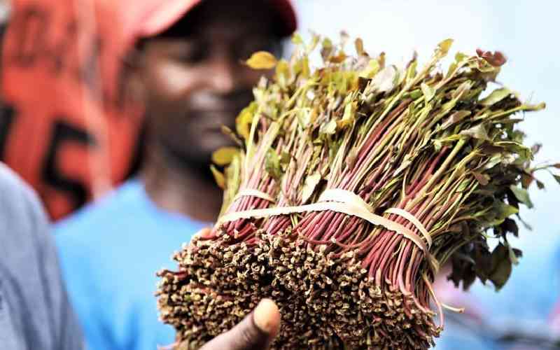 CS Kagwe announces increase in miraa prices; here are the new prices