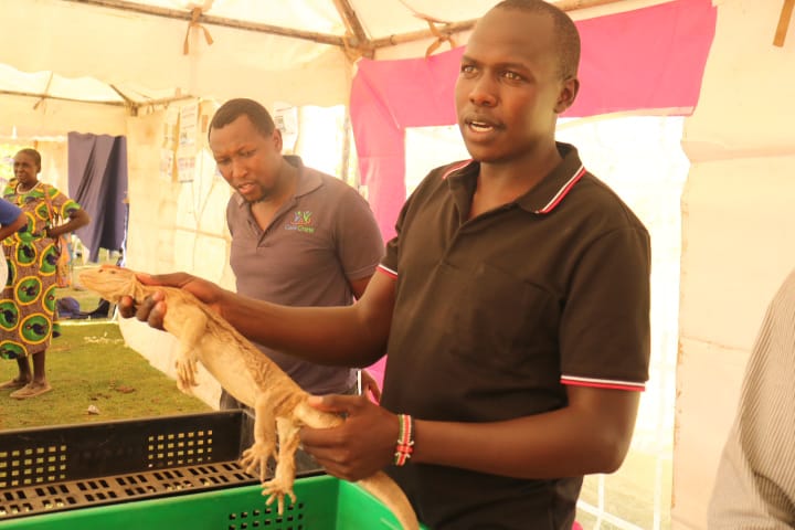 Baringo: Family breeds monitor lizards and tortoises as a source of income [PHOTOS]