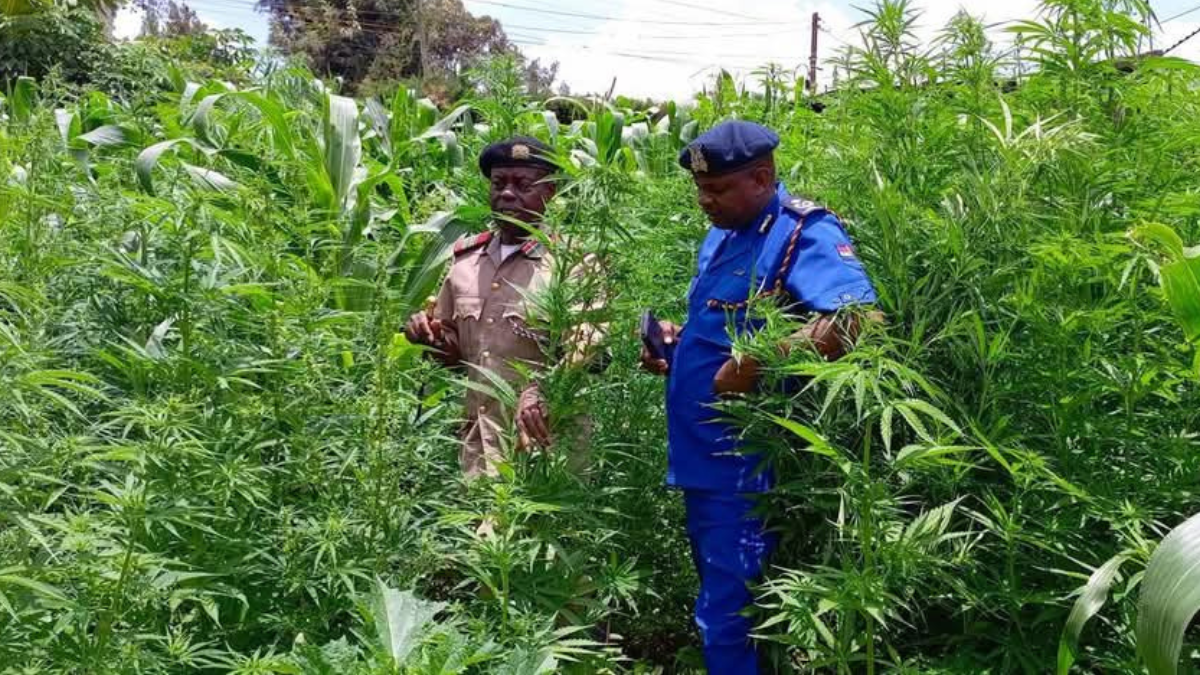 Two suspects arrested for planting bhang on half-acre land in Kikuyu